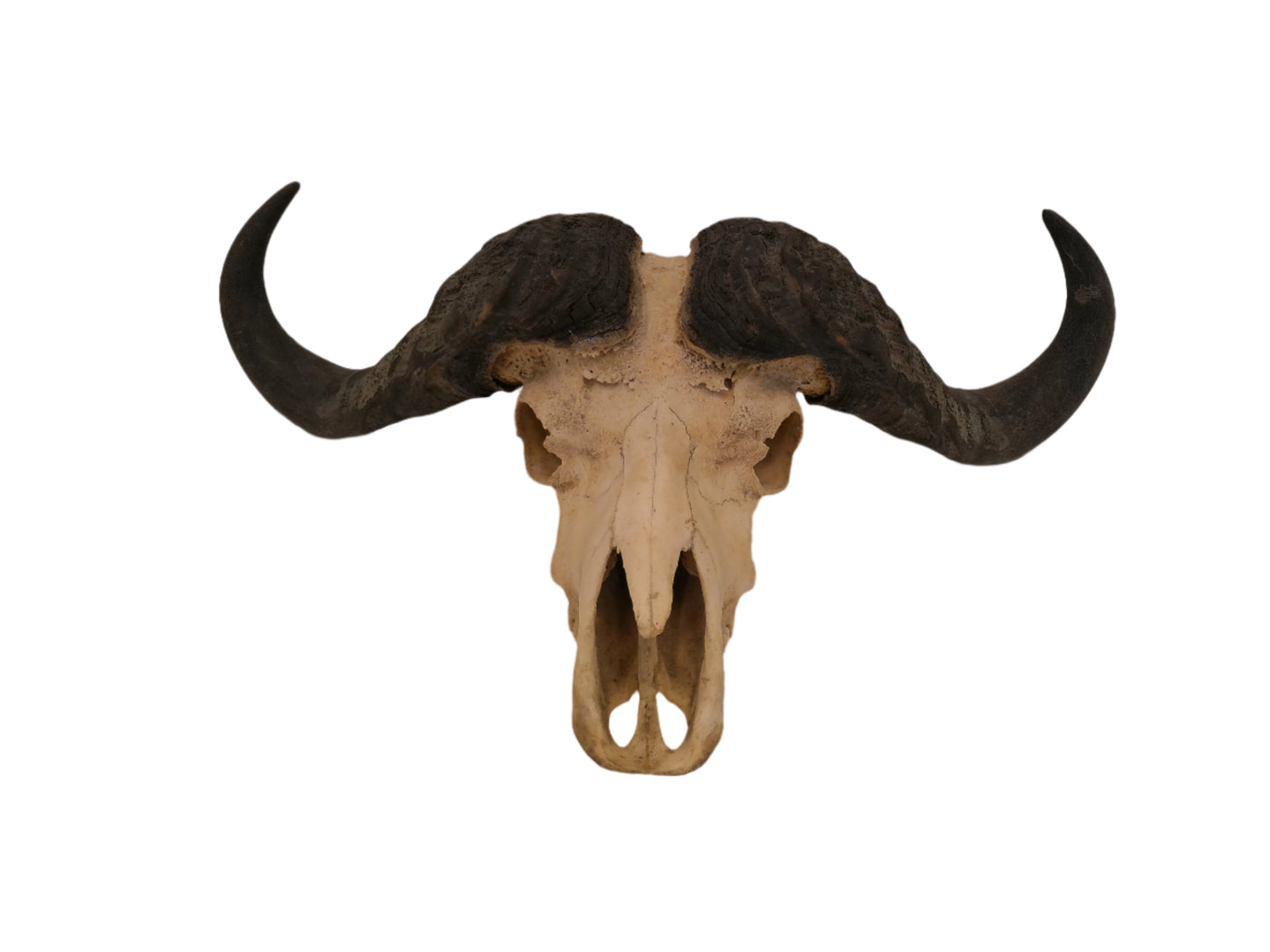 African Cape Buffalo with Large Horns