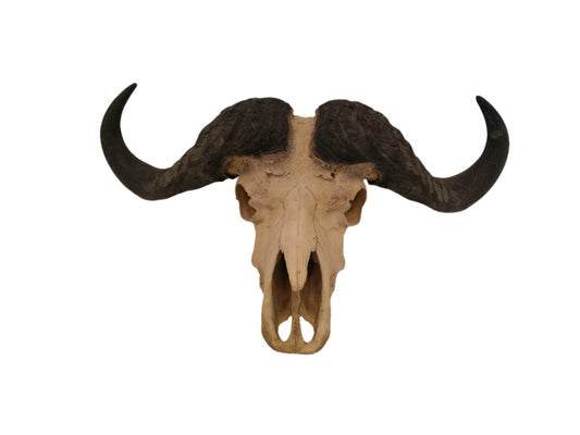 African Cape Buffalo  with Large Horns