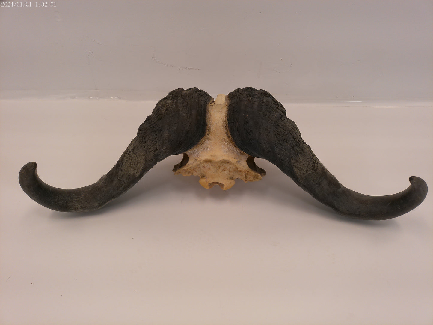 African Cape Buffalo with Large Horns