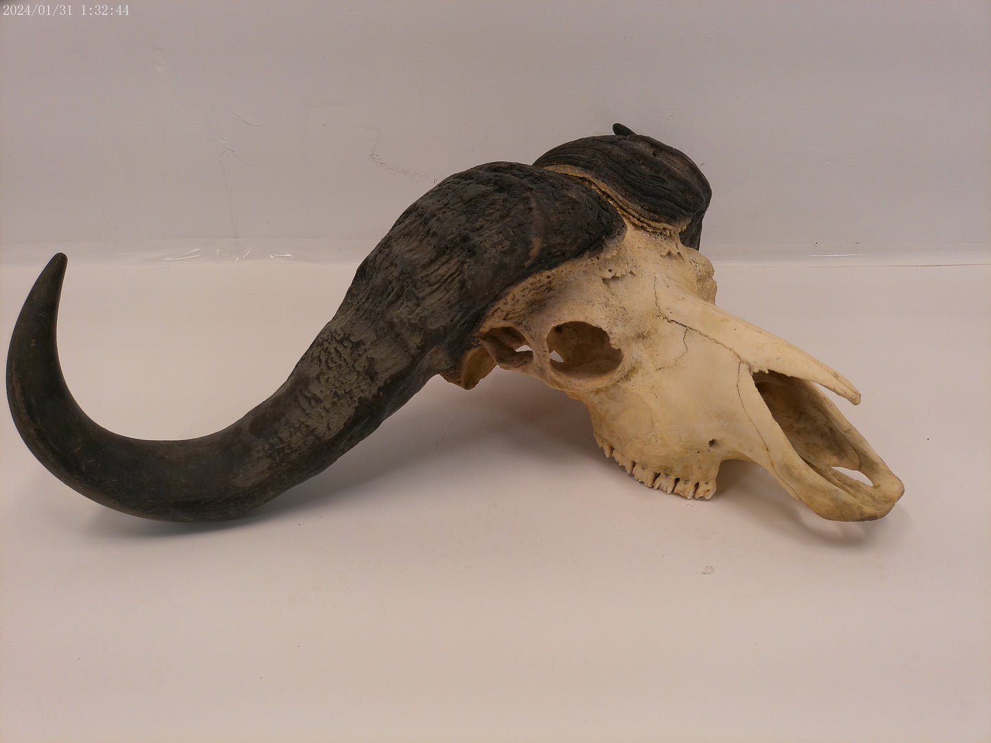 African Cape Buffalo with Large Horns