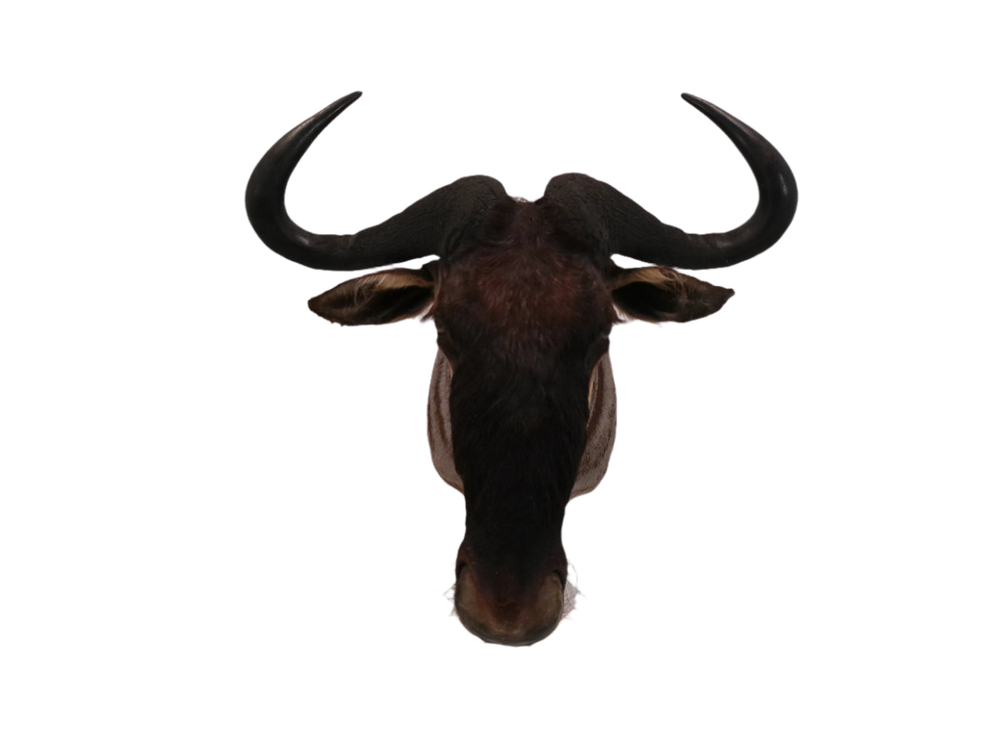 African Blue Wildebeest Shoulder Mount Taxidermy