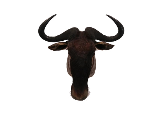 African Blue Wildebeest Shoulder Mount Taxidermy
