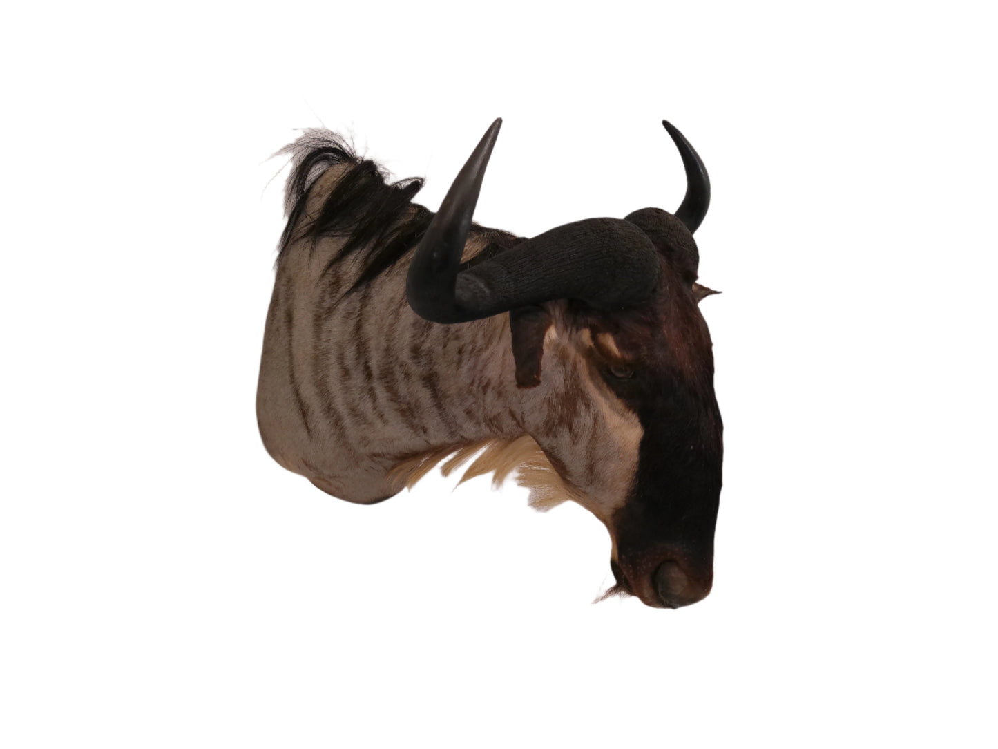 African Blue Wildebeest Shoulder Mount Taxidermy