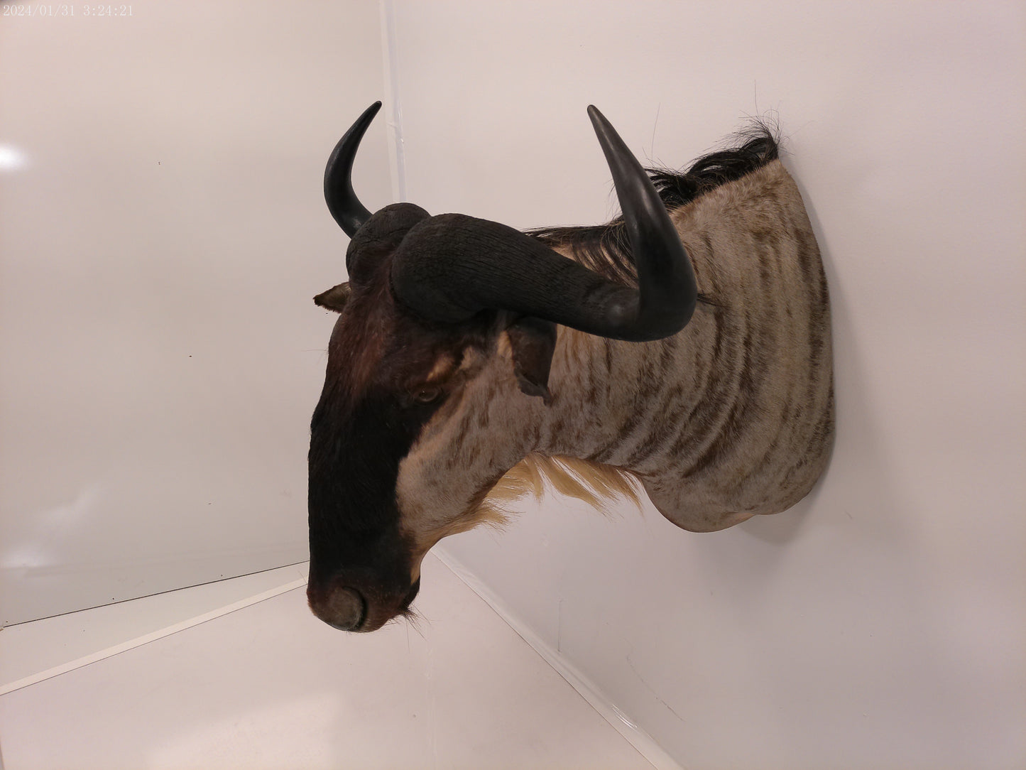 African Blue Wildebeest Shoulder Mount Taxidermy