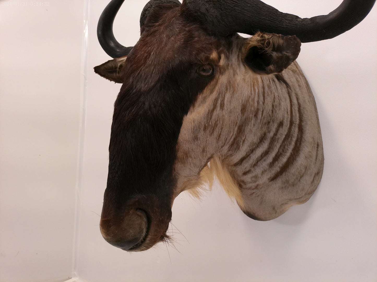 African Blue Wildebeest Shoulder Mount Taxidermy