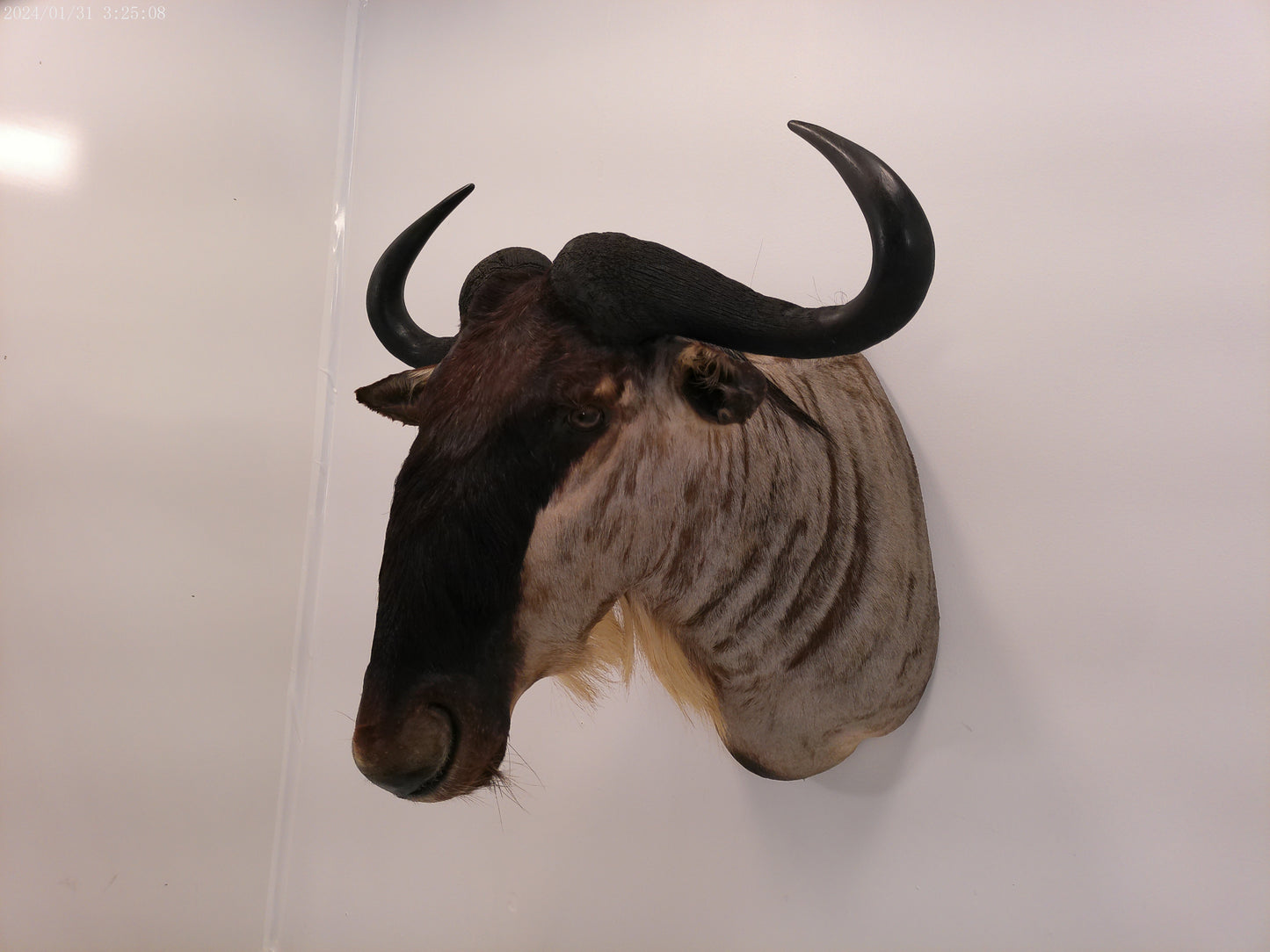 African Blue Wildebeest Shoulder Mount Taxidermy