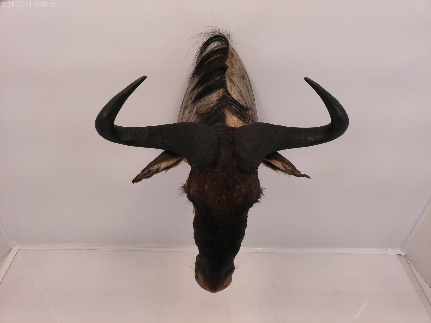 African Blue Wildebeest Shoulder Mount Taxidermy