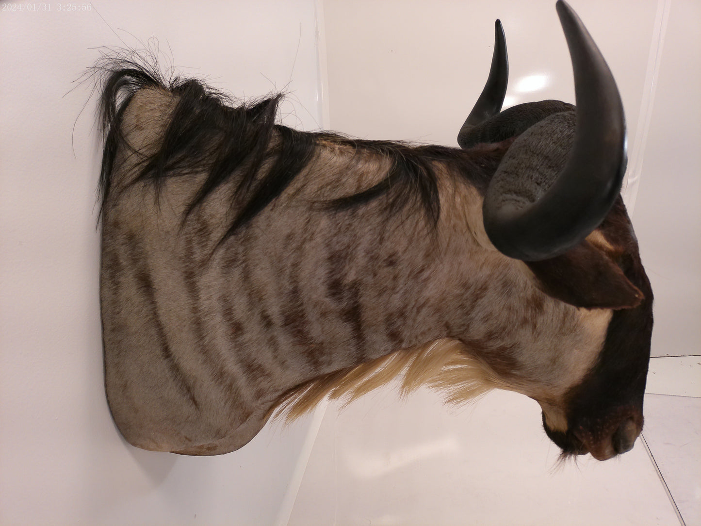 African Blue Wildebeest Shoulder Mount Taxidermy