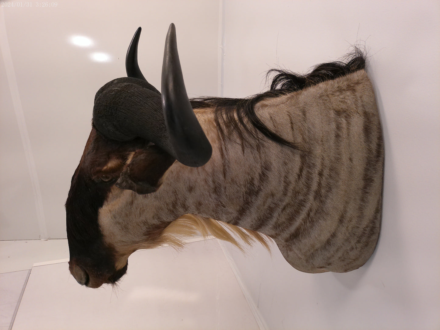 African Blue Wildebeest Shoulder Mount Taxidermy