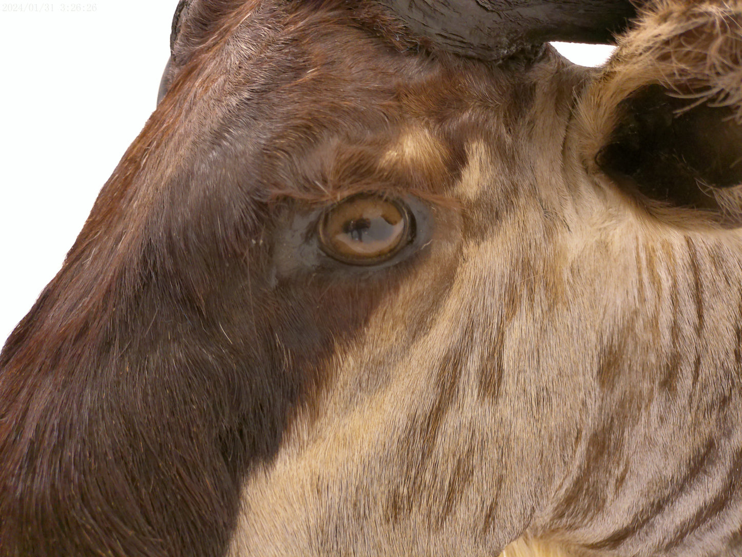 African Blue Wildebeest Shoulder Mount Taxidermy