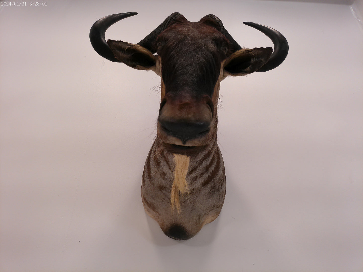 African Blue Wildebeest Shoulder Mount Taxidermy