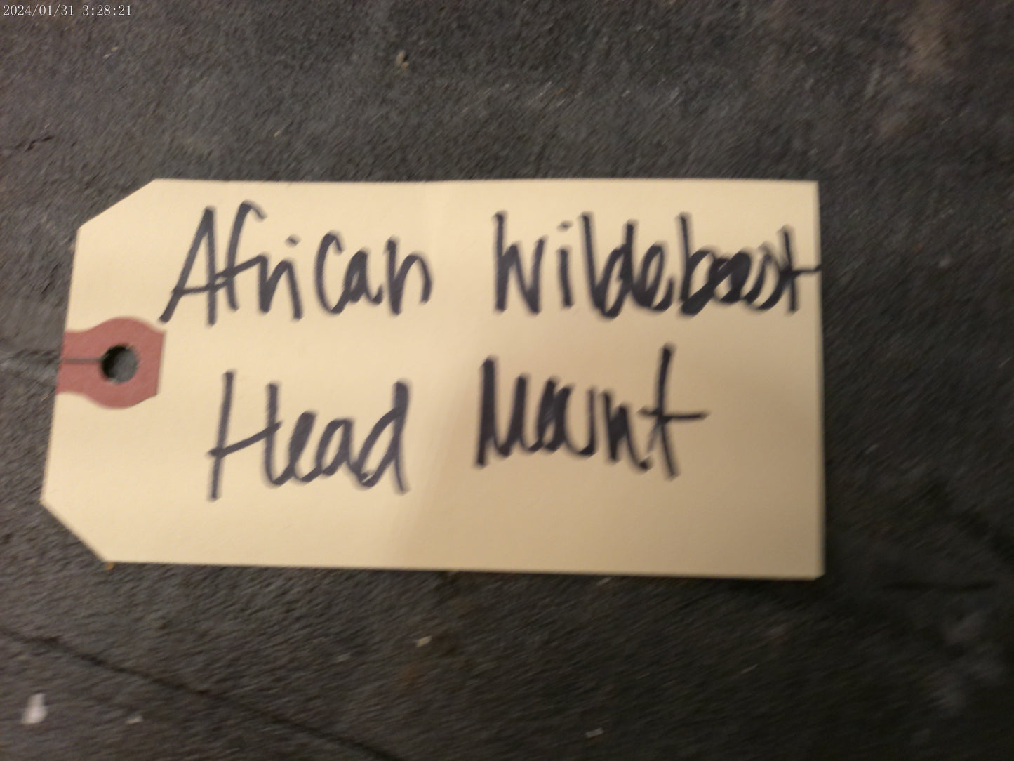 African Blue Wildebeest Shoulder Mount Taxidermy