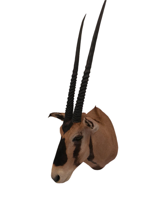 African Oryx  Gemsbok Shoulder Mount Taxidermy Trophy