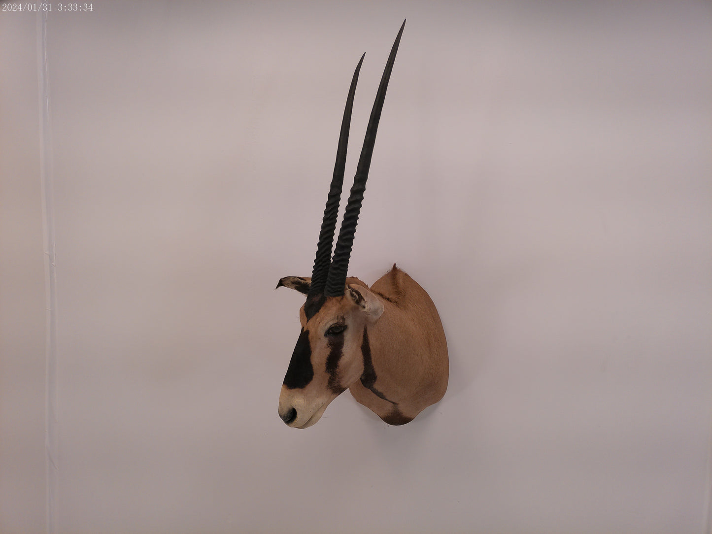 African Oryx Gemsbok Shoulder Mount Taxidermy Trophy