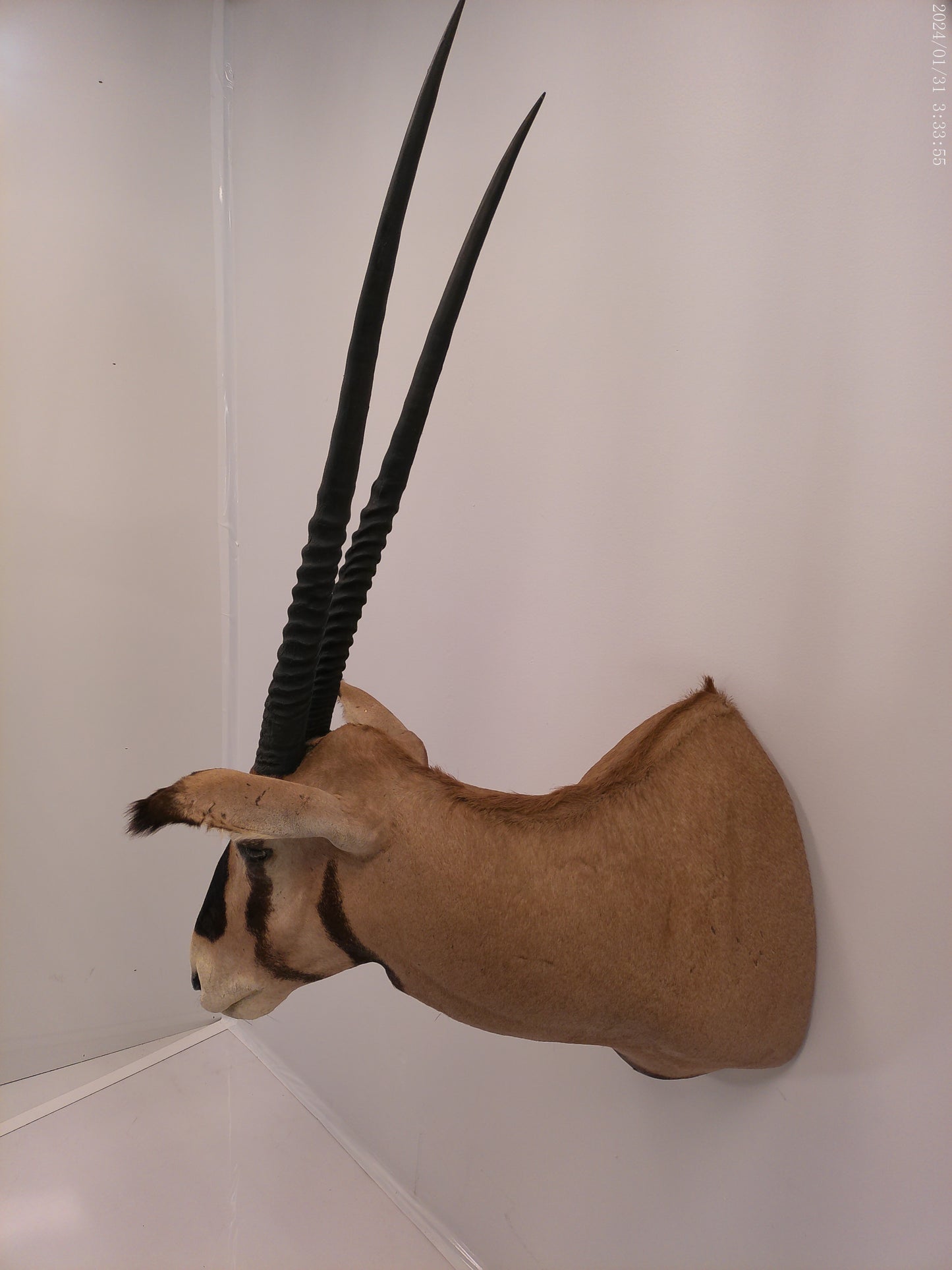 African Oryx  Gemsbok Shoulder Mount Taxidermy Trophy
