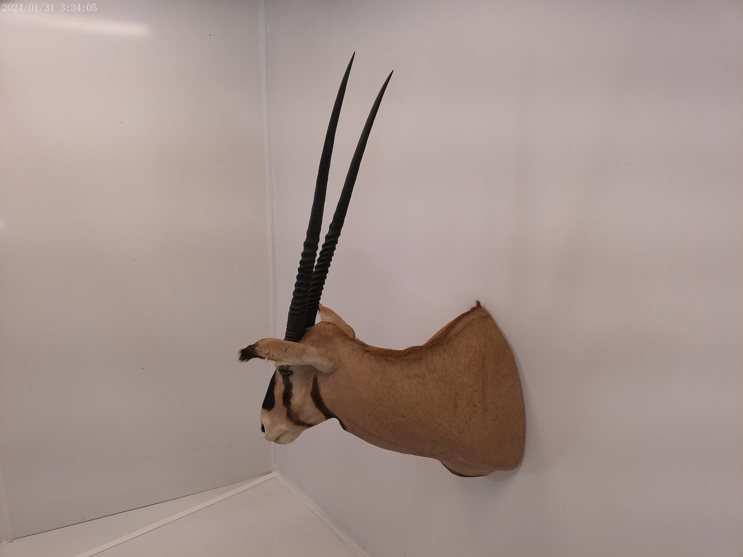 African Oryx Gemsbok Shoulder Mount Taxidermy Trophy
