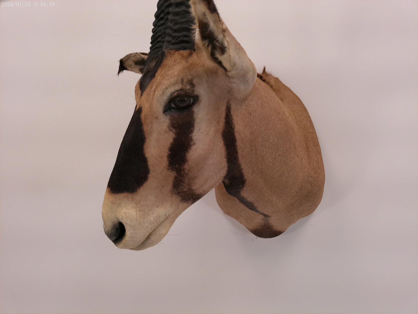 African Oryx  Gemsbok Shoulder Mount Taxidermy Trophy