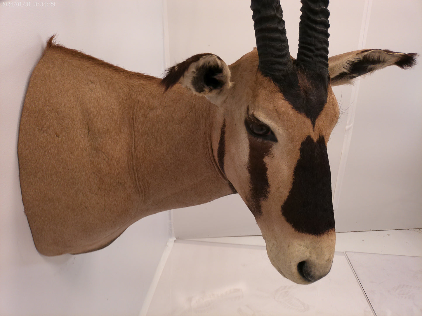 African Oryx Gemsbok Shoulder Mount Taxidermy Trophy