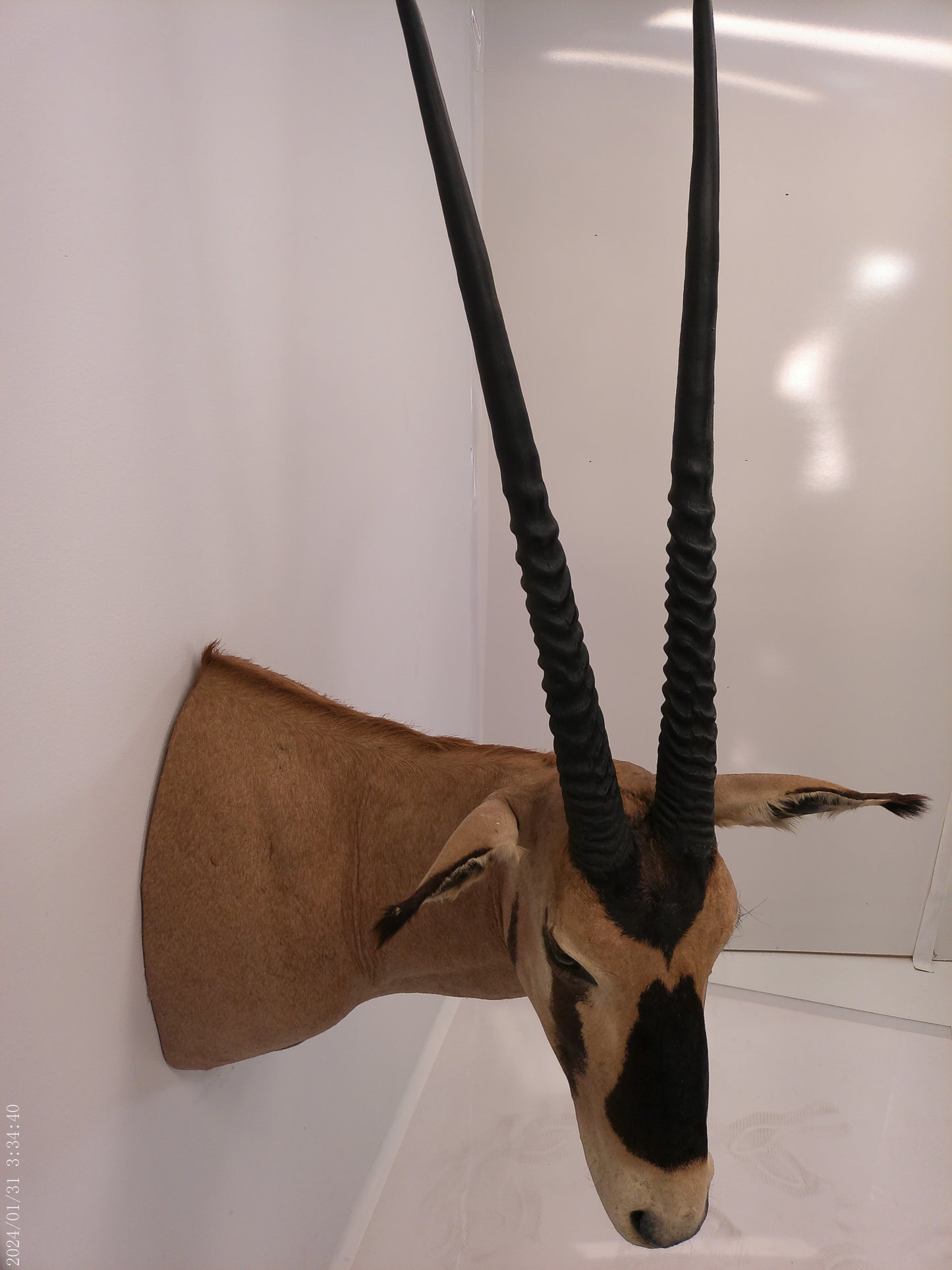 African Oryx  Gemsbok Shoulder Mount Taxidermy Trophy