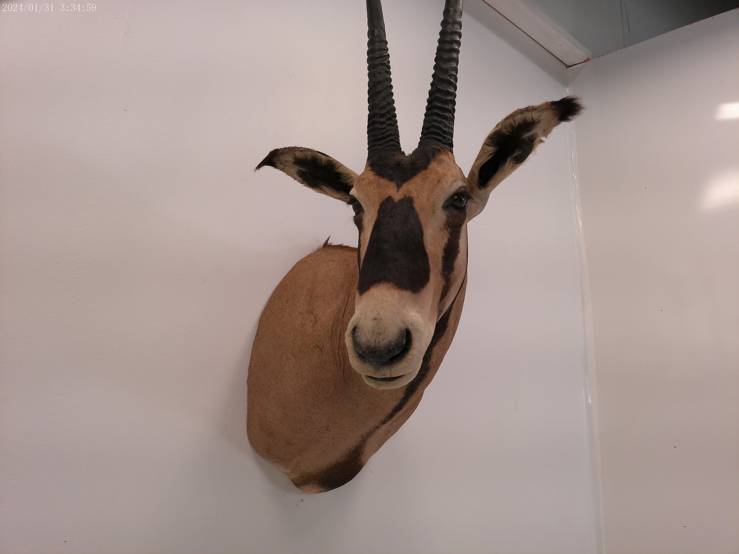 African Oryx Gemsbok Shoulder Mount Taxidermy Trophy