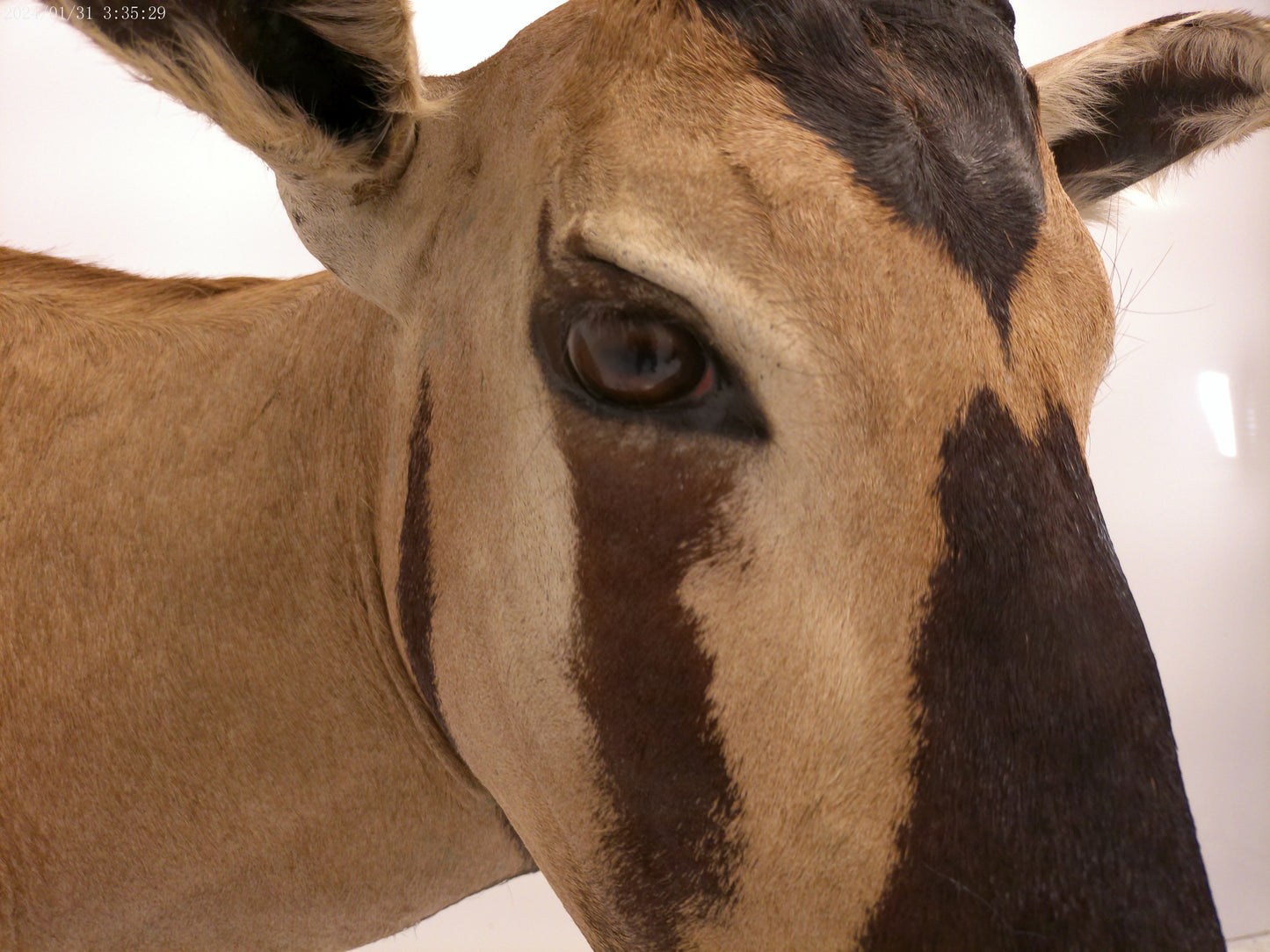 African Oryx  Gemsbok Shoulder Mount Taxidermy Trophy