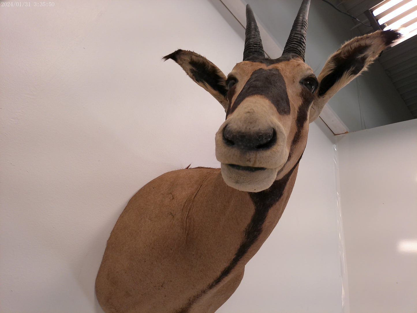 African Oryx  Gemsbok Shoulder Mount Taxidermy Trophy
