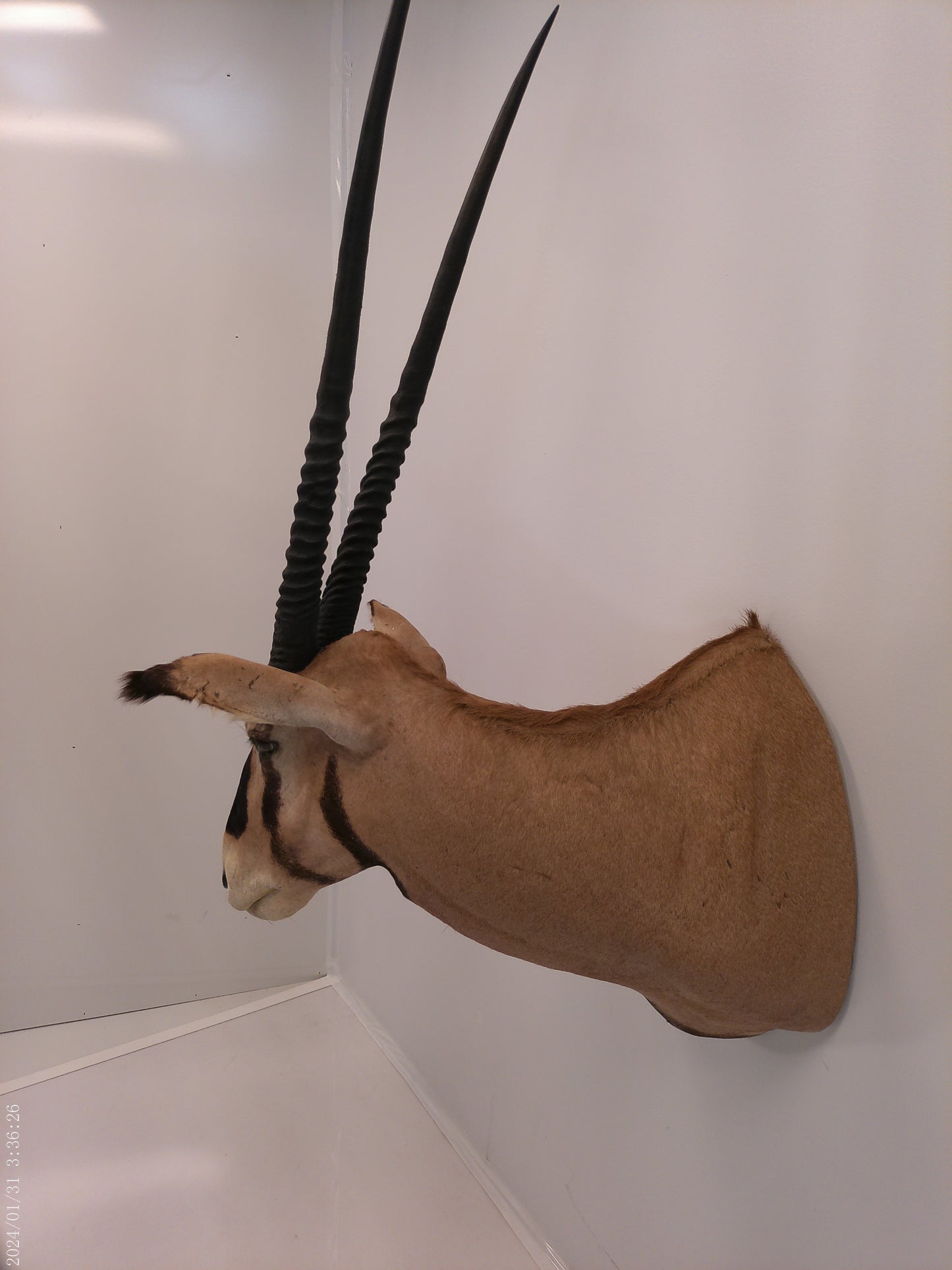 African Oryx Gemsbok Shoulder Mount Taxidermy Trophy
