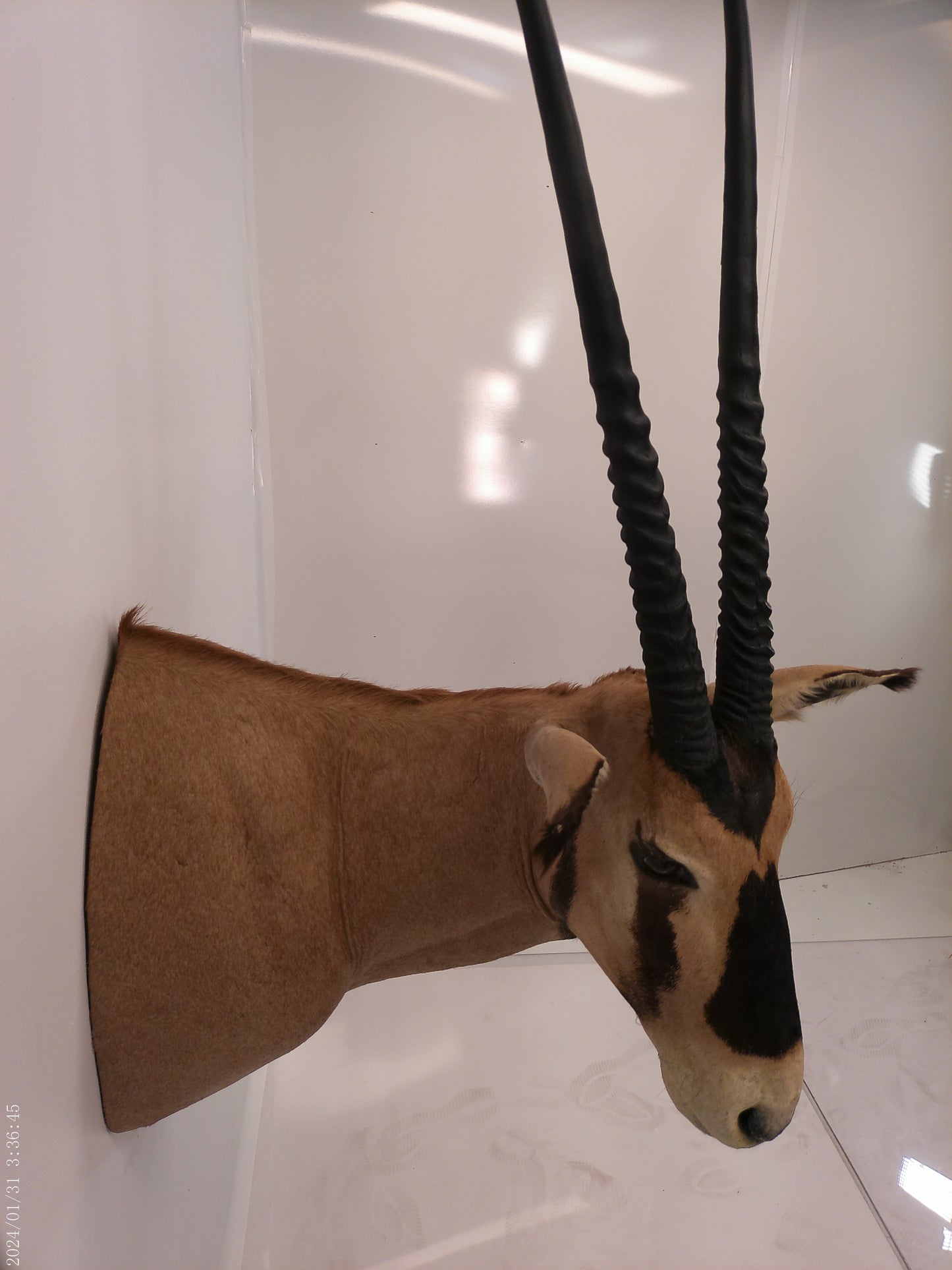 African Oryx Gemsbok Shoulder Mount Taxidermy Trophy