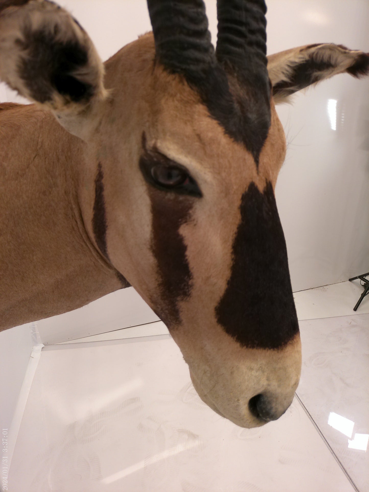 African Oryx Gemsbok Shoulder Mount Taxidermy Trophy