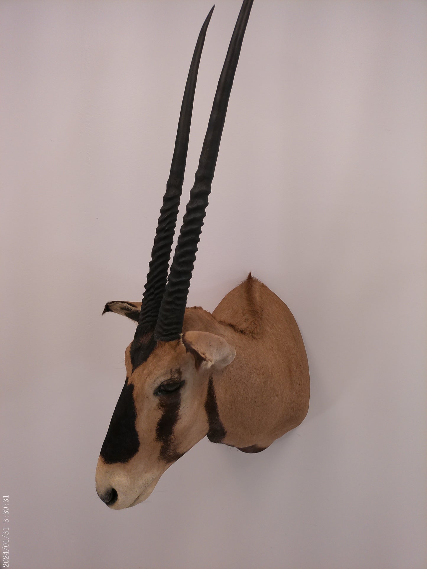 African Oryx Gemsbok Shoulder Mount Taxidermy Trophy