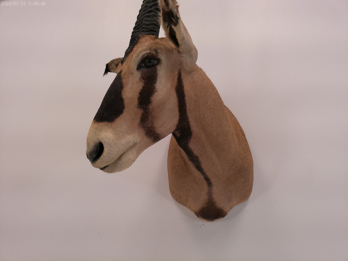 African Oryx Gemsbok Shoulder Mount Taxidermy Trophy