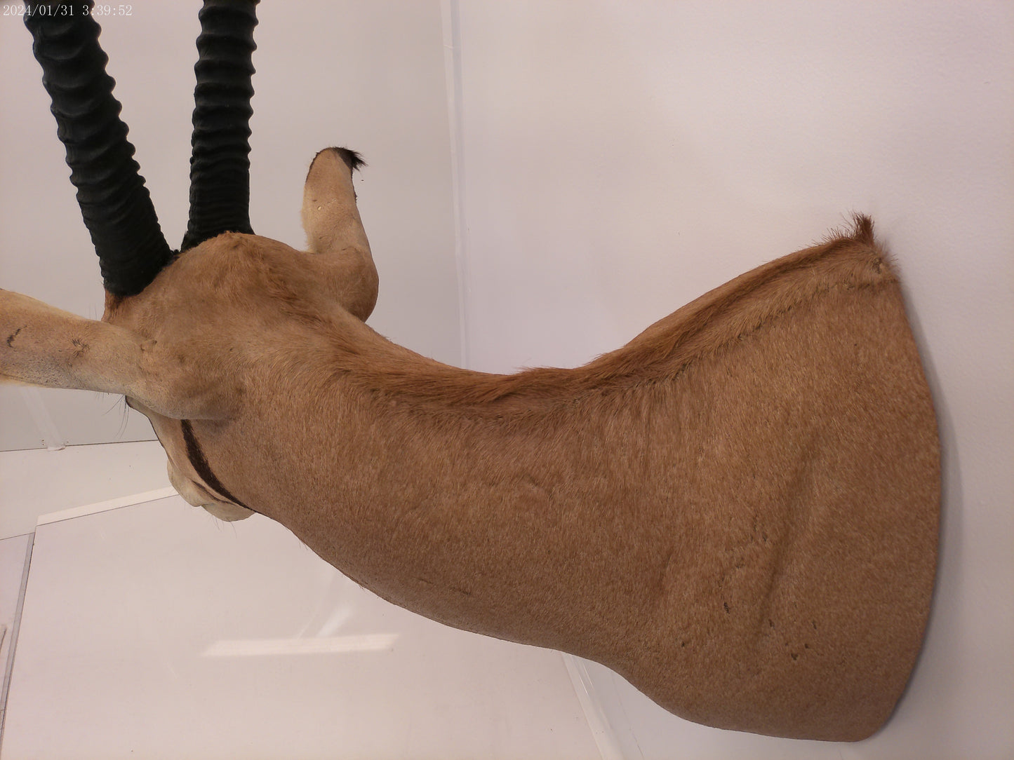 African Oryx Gemsbok Shoulder Mount Taxidermy Trophy