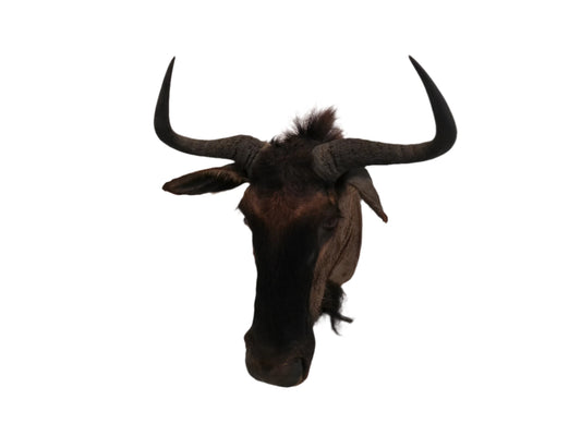 Blue Wildebeest Shoulder Mount Taxidermy #2