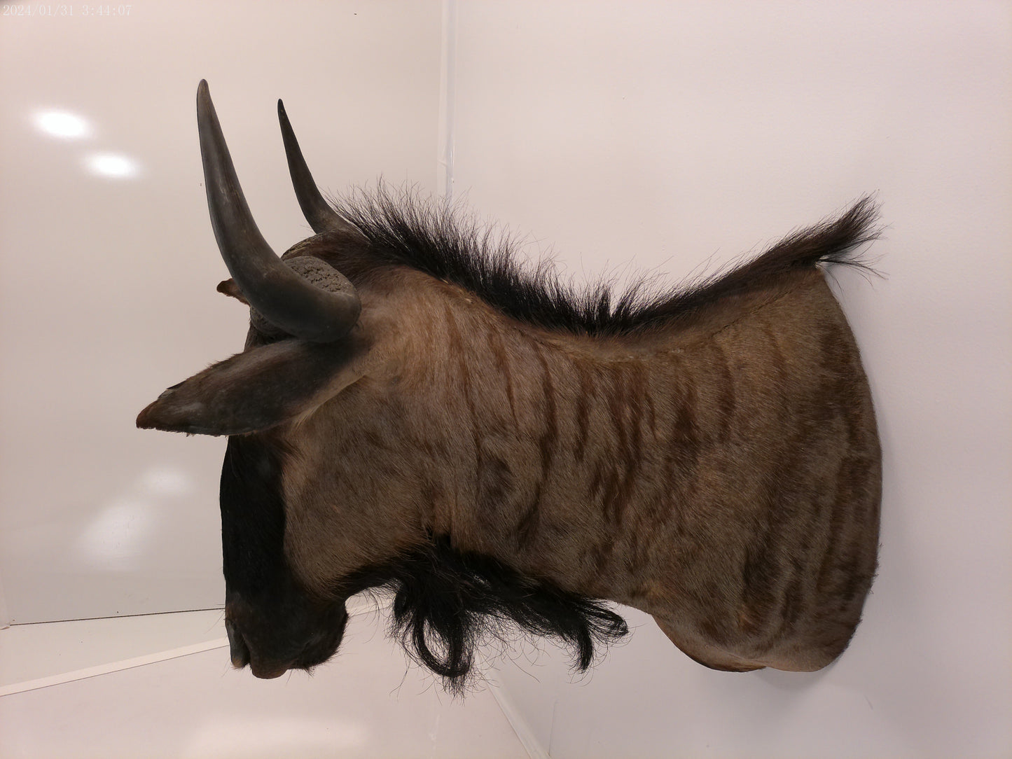 Blue Wildebeest Shoulder Mount Taxidermy #2