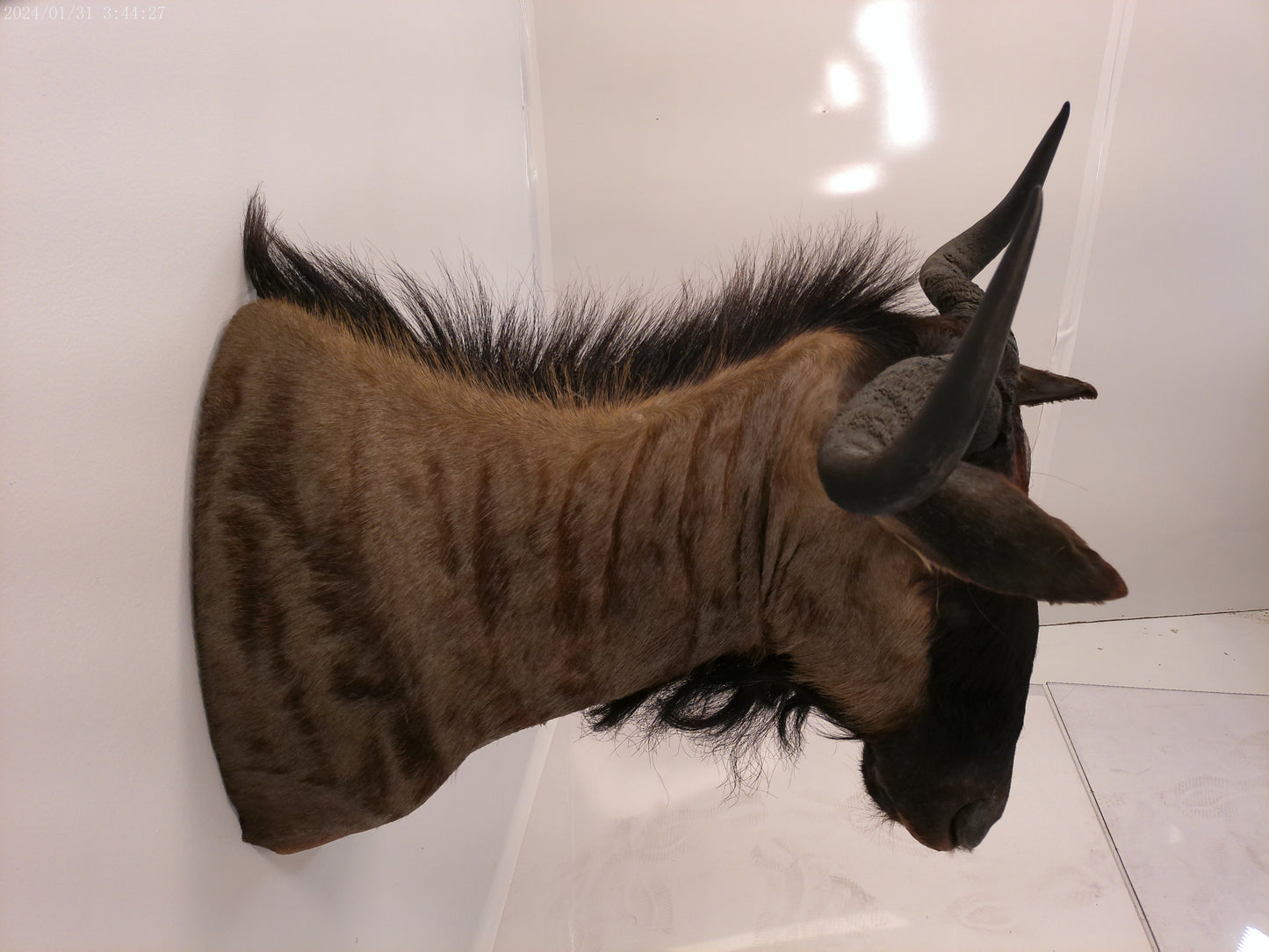 Blue Wildebeest Shoulder Mount Taxidermy #2