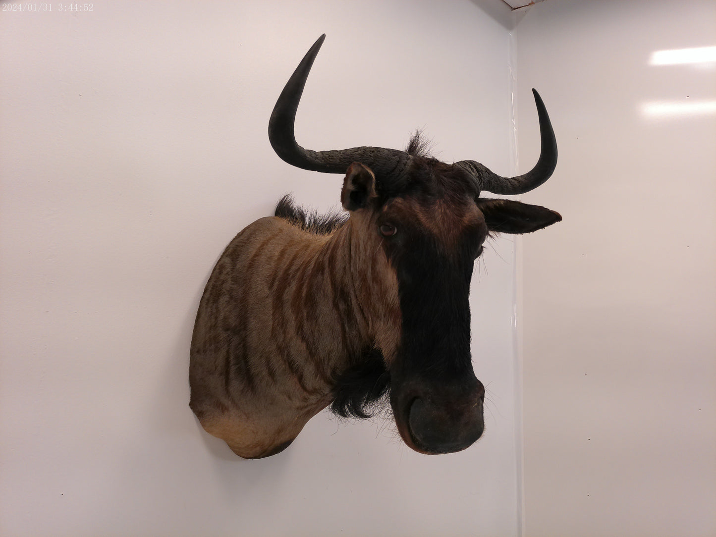 Blue Wildebeest Shoulder Mount Taxidermy #2