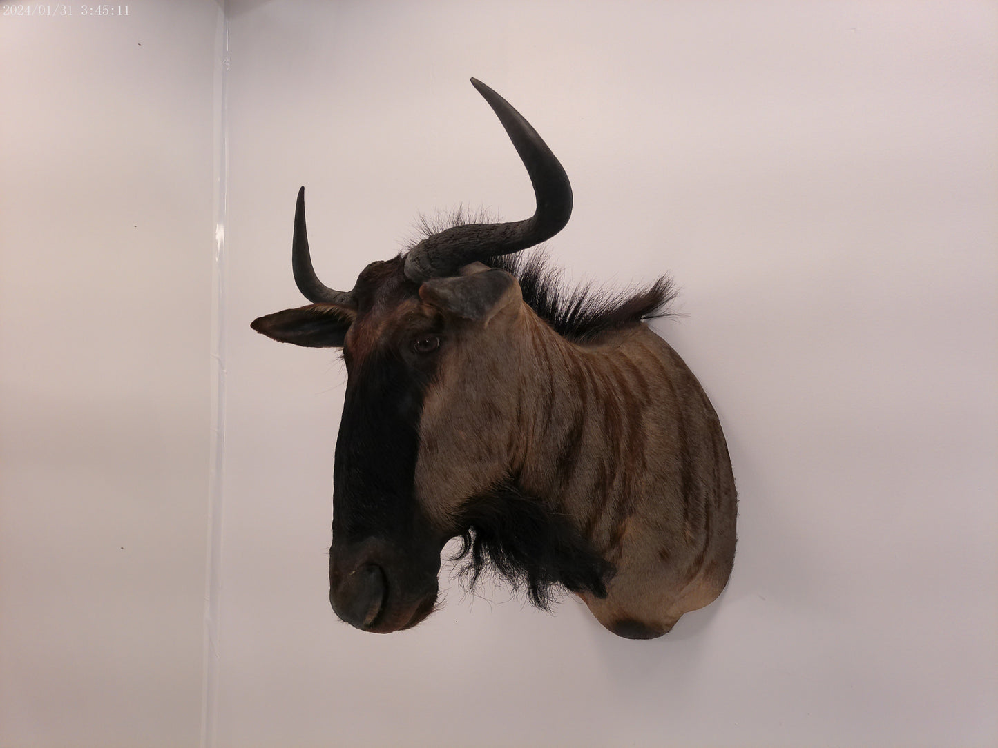 Blue Wildebeest Shoulder Mount Taxidermy #2