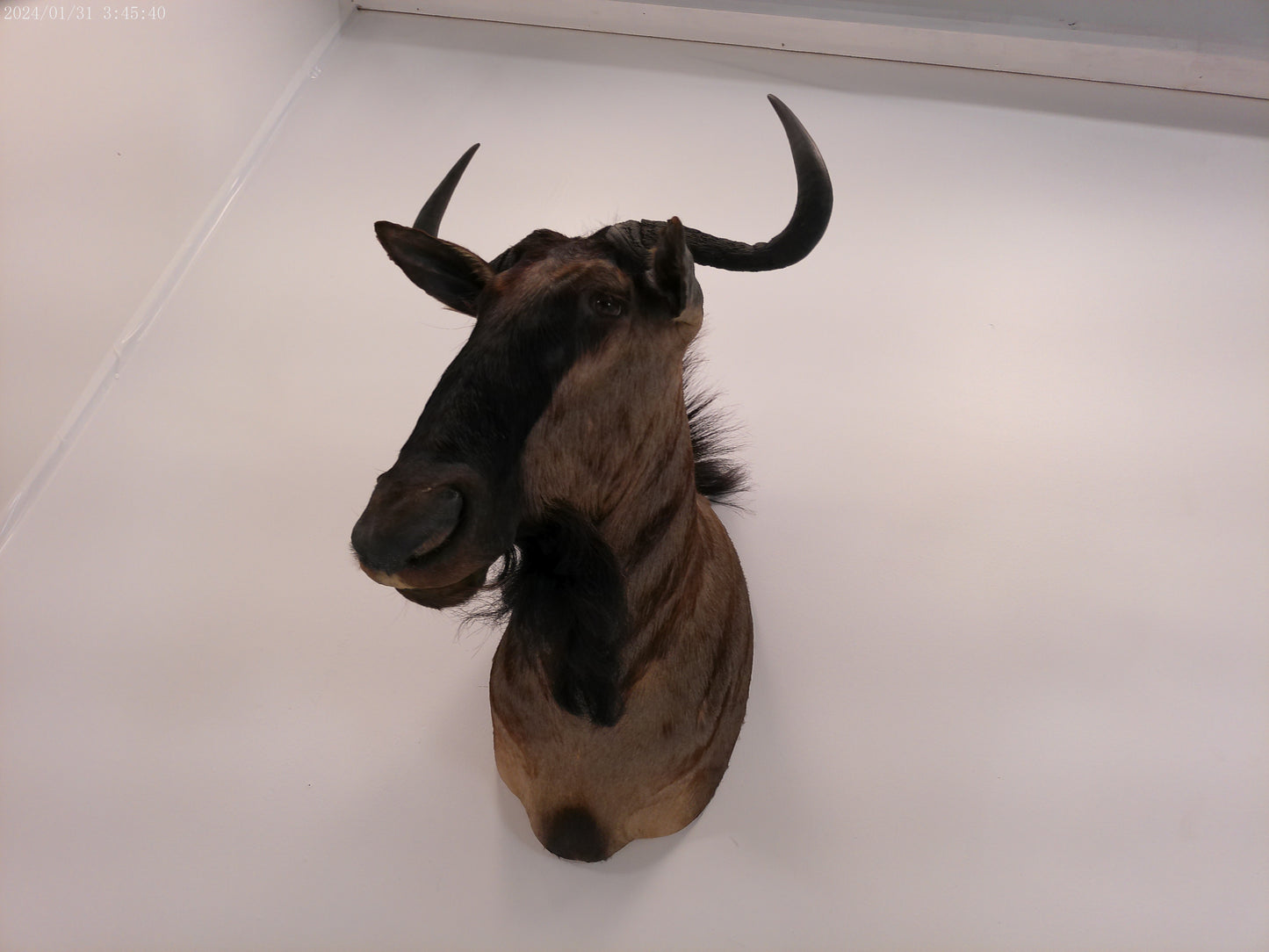 Blue Wildebeest Shoulder Mount Taxidermy #2