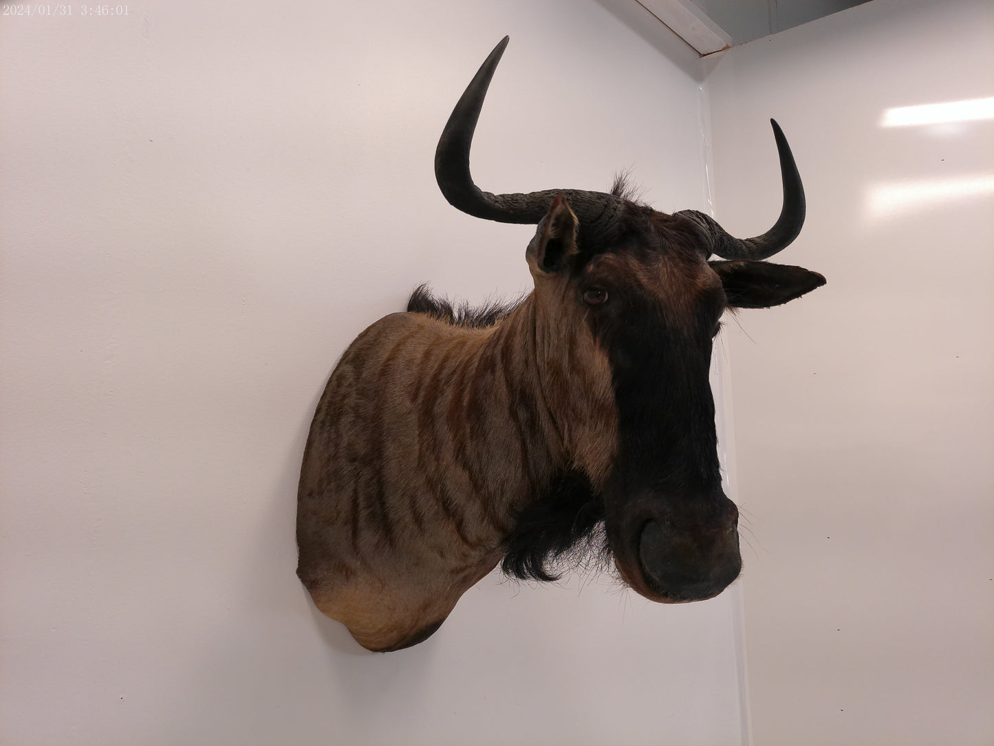 Blue Wildebeest Shoulder Mount Taxidermy #2