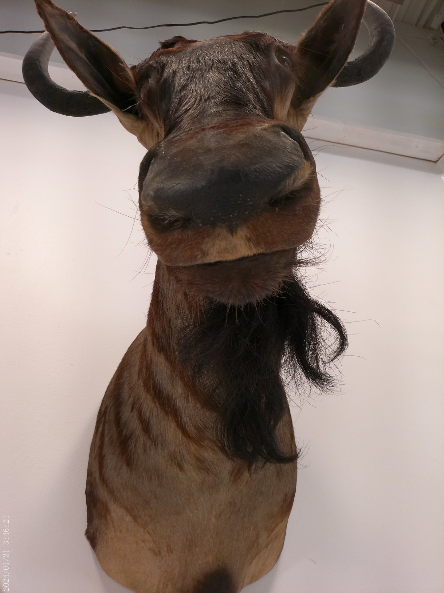 Blue Wildebeest Shoulder Mount Taxidermy #2