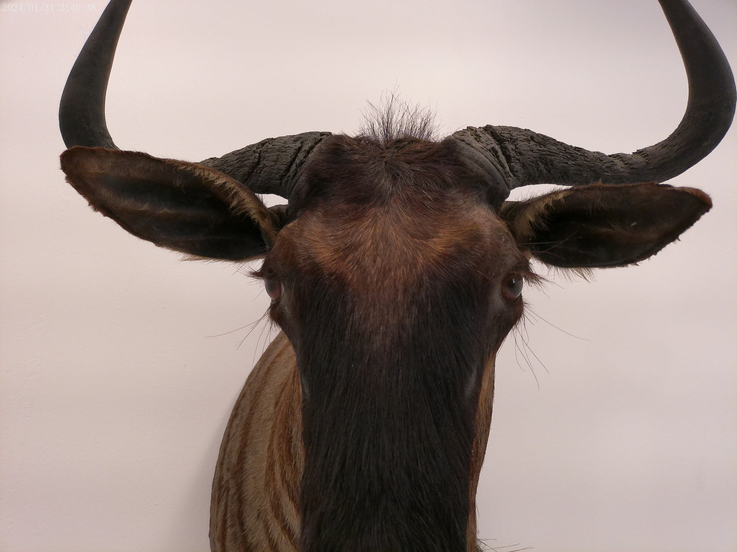 Blue Wildebeest Shoulder Mount Taxidermy #2