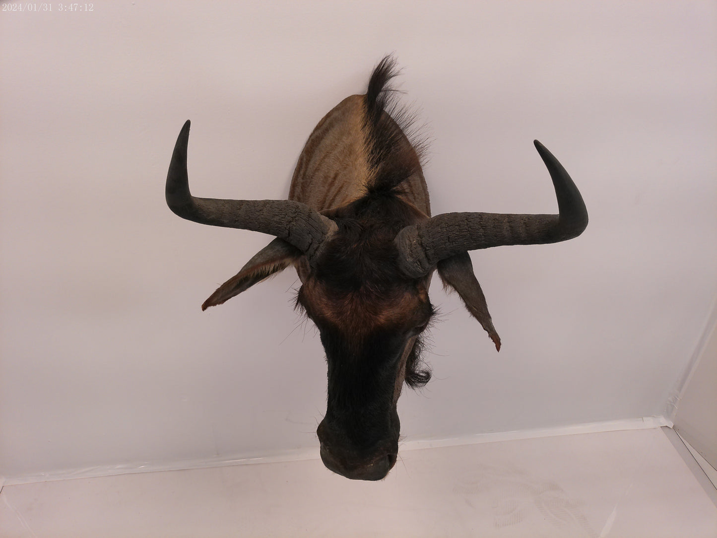 Blue Wildebeest Shoulder Mount Taxidermy #2