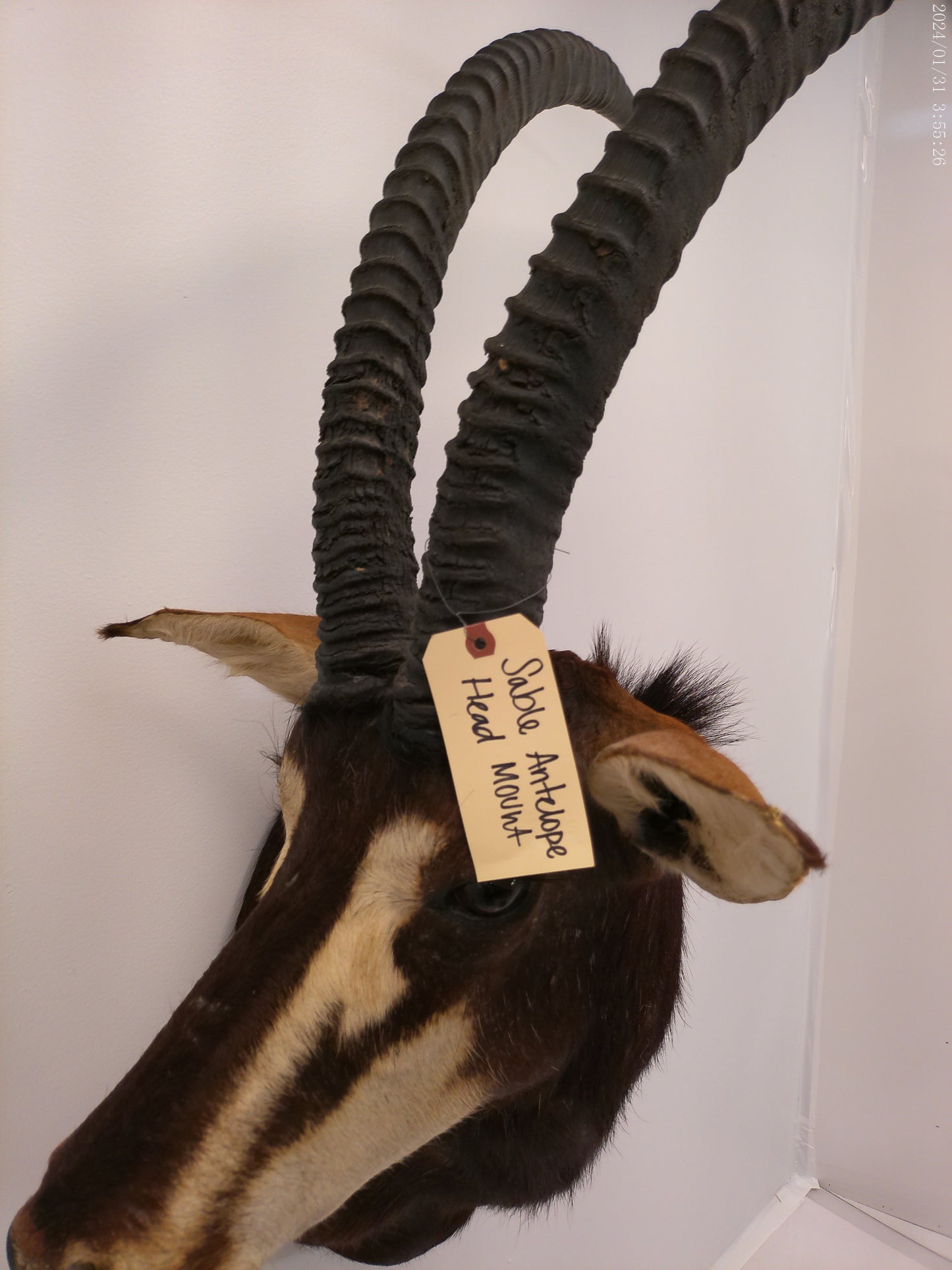 African Sable Antelope Taxidermy Shoulder Mount Taxidermy