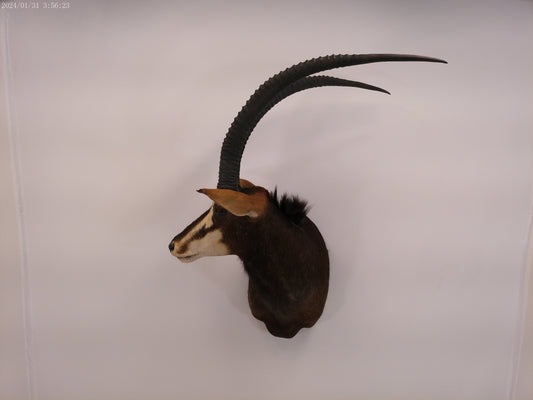 African Sable Antelope Taxidermy Shoulder Mount  Taxidermy