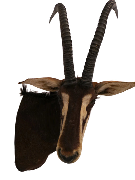African Sable Antilope Head Mount Taxidermy