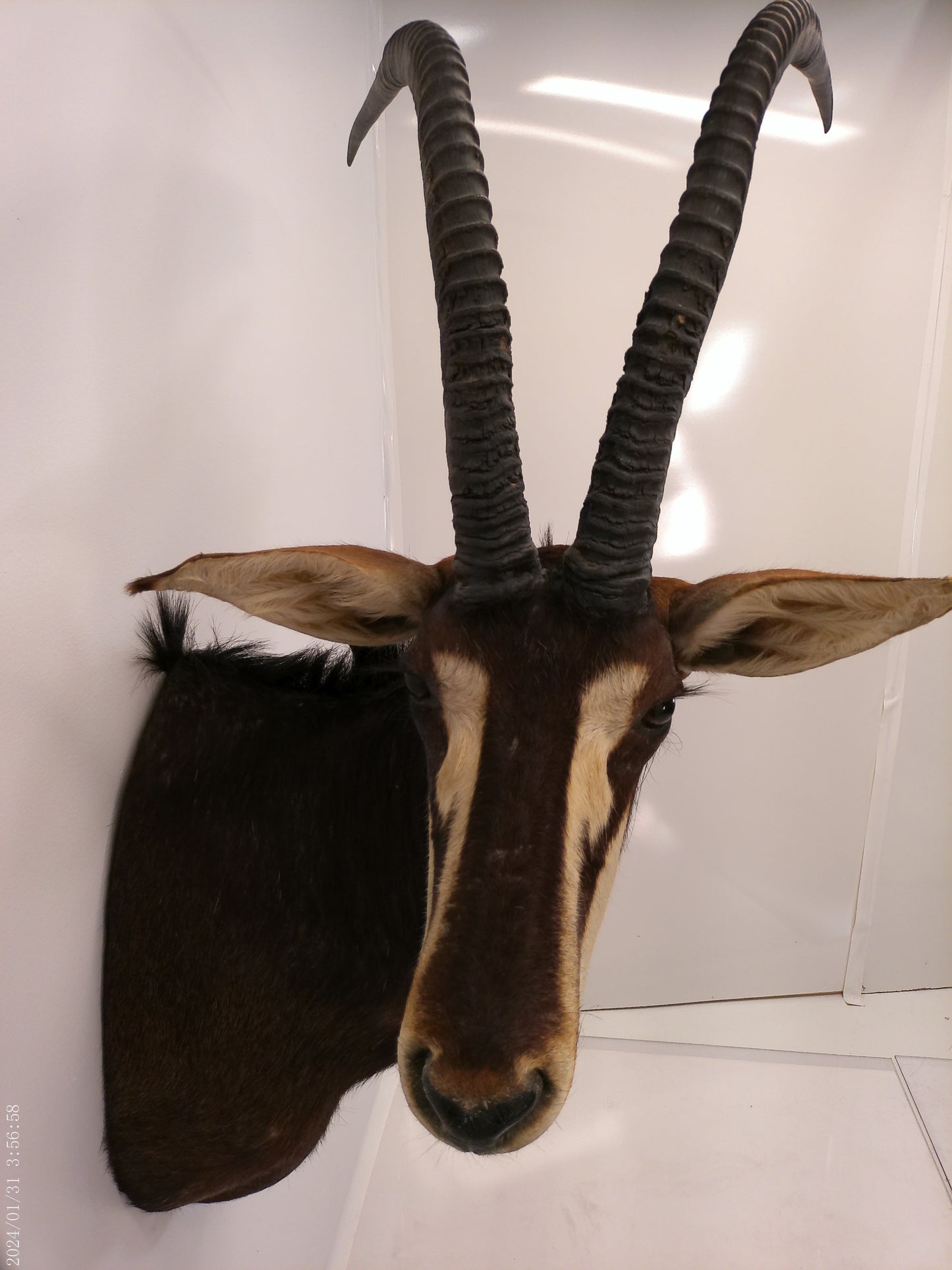 African Sable Antelope Taxidermy Shoulder Mount Taxidermy