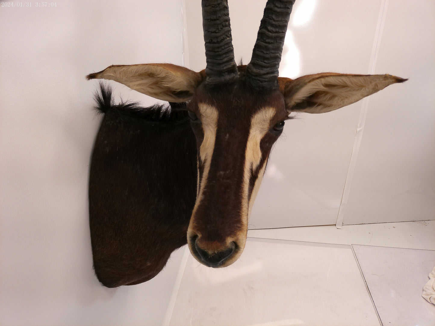 African Sable Antelope Taxidermy Shoulder Mount Taxidermy