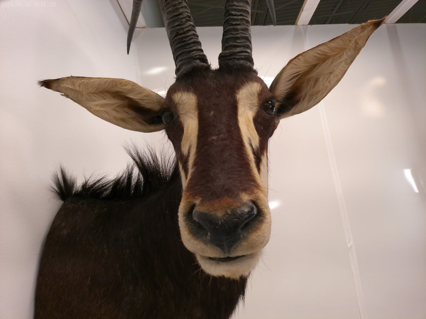 African Sable Antelope Taxidermy Shoulder Mount Taxidermy
