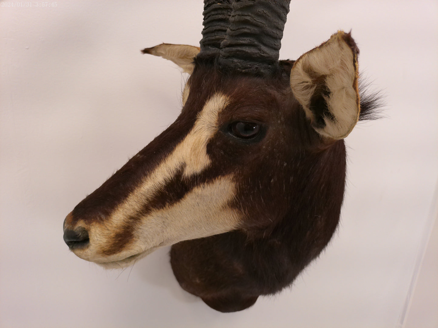 African Sable Antelope Taxidermy Shoulder Mount Taxidermy
