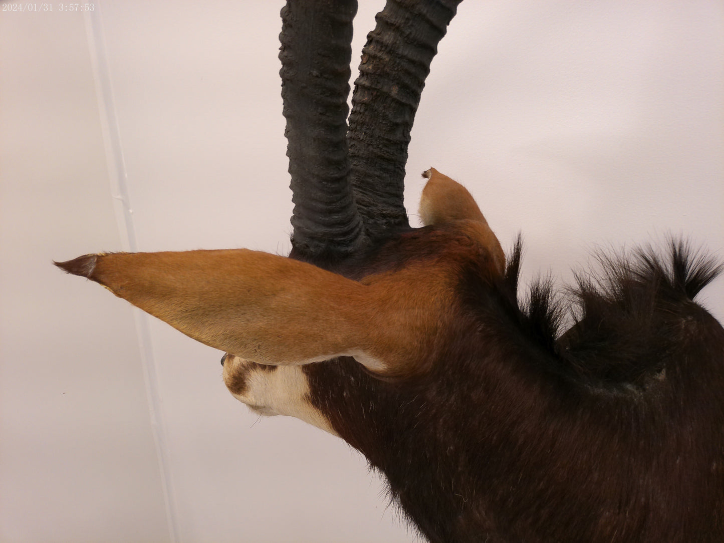 African Sable Antelope Taxidermy Shoulder Mount Taxidermy